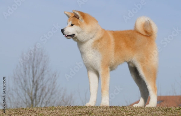 Obraz AKITA INU