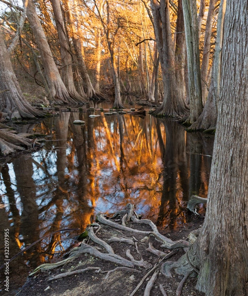 Obraz Switchgrass (Panicum virgatum)  and "bald cypress" trees (Taxodium distichum) in winter at sunset in Cibolo Nature Preserve in central Texas near Boerne