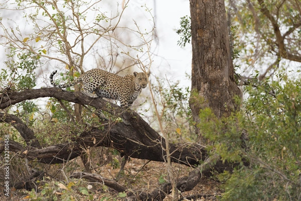 Fototapeta Leopard resting on a tree in the wilderness of Africa