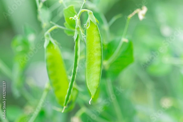 Fototapeta サヤエンドウ