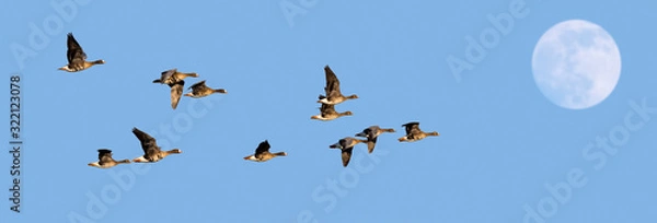Fototapeta Księżyc w pełni i stado gęsi białoczelnych / gęsi białoczelnych (Anser albifrons) w locie na tle błękitnego nieba o zmierzchu
