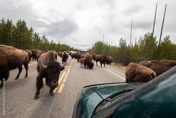 Fototapeta Bison Traffic Jam 