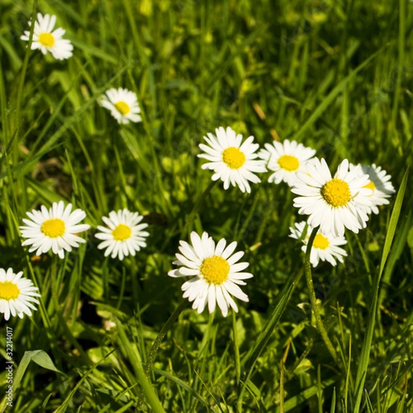 Fototapeta Gänseblümchen