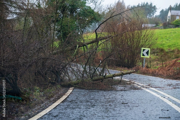 Obraz Fallen tree blocking the road in the peak district during Storm Ciara, UK. February 2020