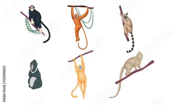 Fototapeta Set of different species of monkeys in different actions. Vector illustration in flat cartoon style.
