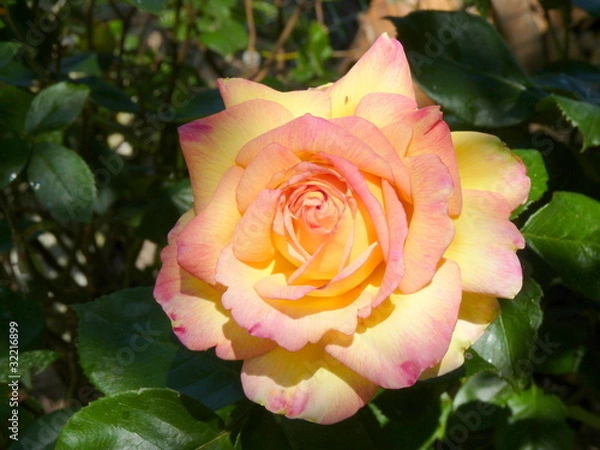 Obraz Rose jaune