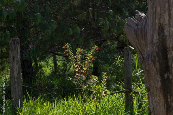 Fototapeta path in the forest