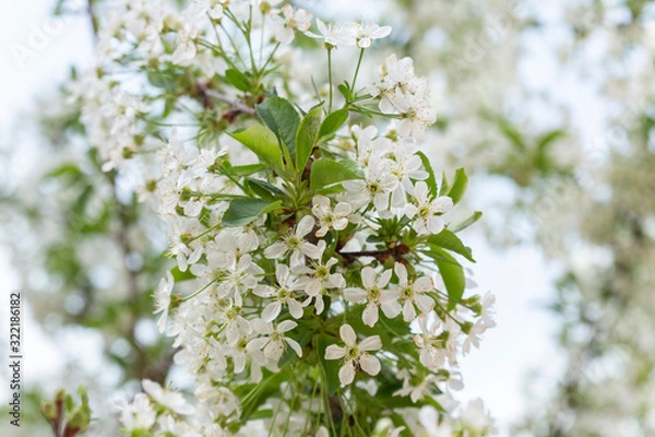 Fototapeta Spring tree blossoms