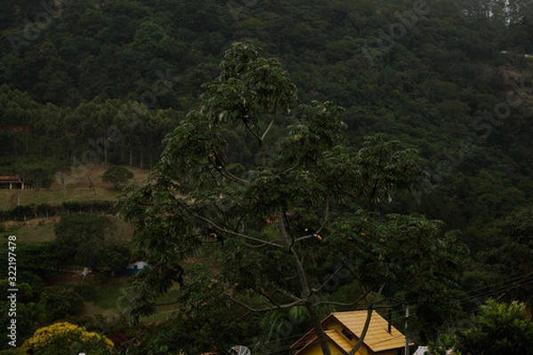 Fototapeta trees in forest