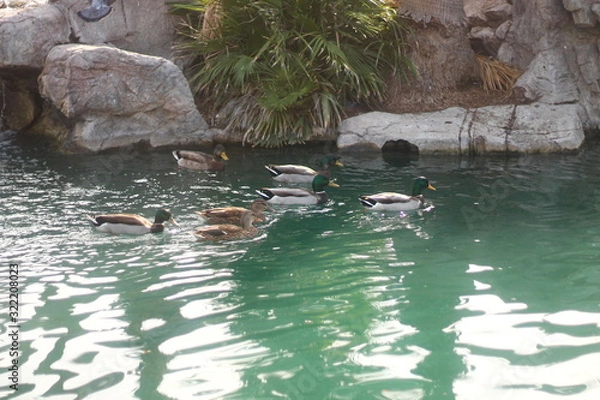 Fototapeta ducks in pond
