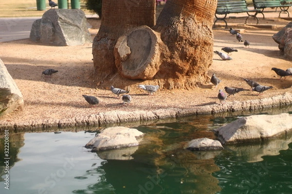 Fototapeta birds by water