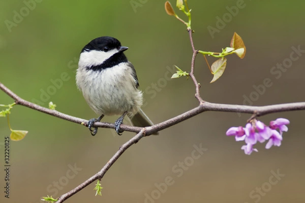 Obraz Sikora czarnogłowa