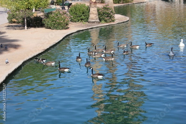 Obraz ducks in pond