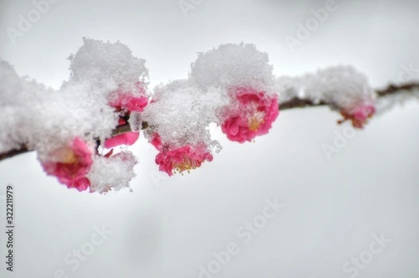 Fototapeta 雪の日の紅梅