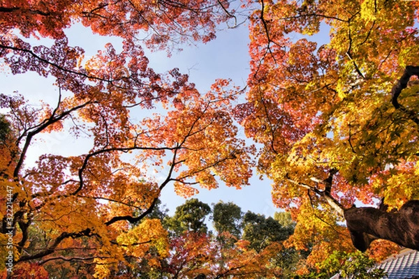 Fototapeta 京都寺院の紅葉