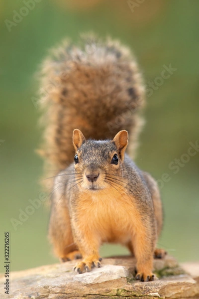 Obraz Fox squirrel on a rock backyard home feeder