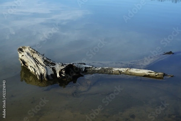 Obraz Driftwood 