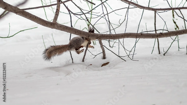 Fototapeta Squirrel quickly runs through the white snow.