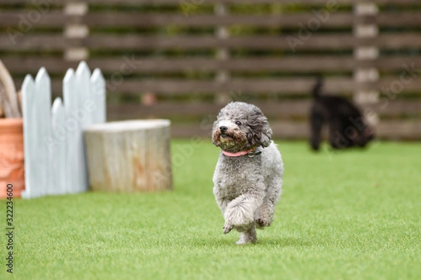 Fototapeta トイプードル