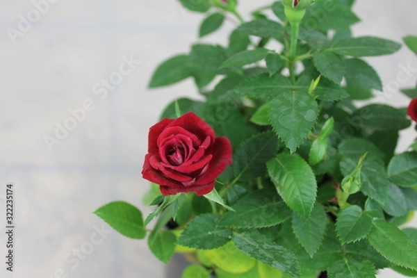Fototapeta red rose