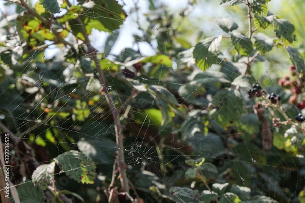 Fototapeta Cobwebs. Spider web on a green plant