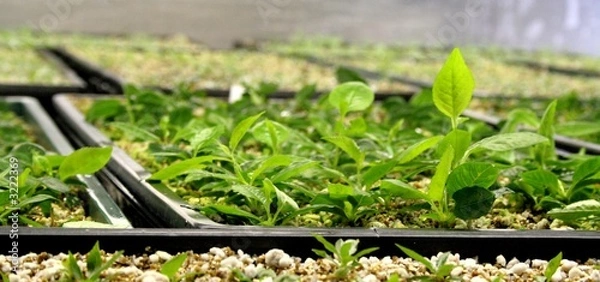 Obraz plants cerisiers