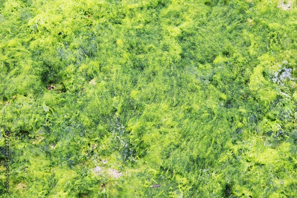 Obraz 収穫時期の天然あおさ・アオサのイメージカット