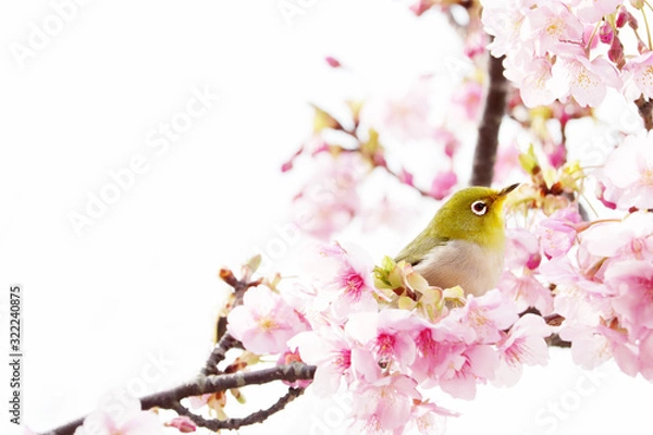 Obraz 桃色の桜にとまるメジロの写真素材