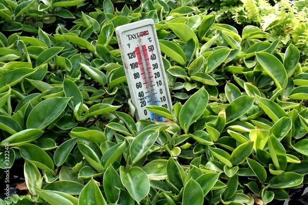 Obraz plante intérieur