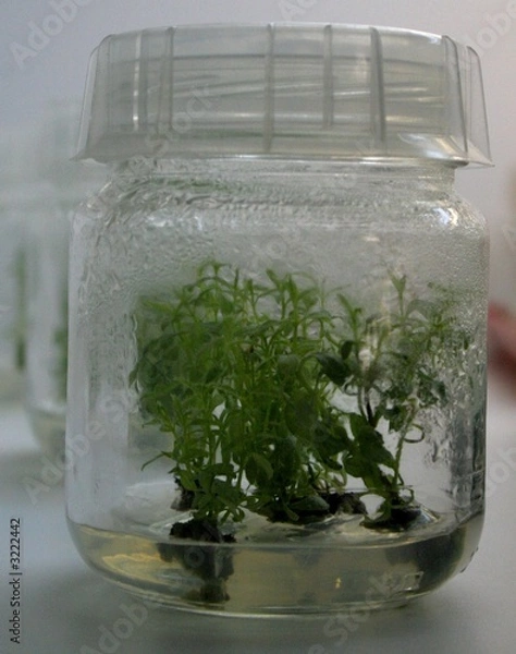 Obraz chevrefeuille in vitro