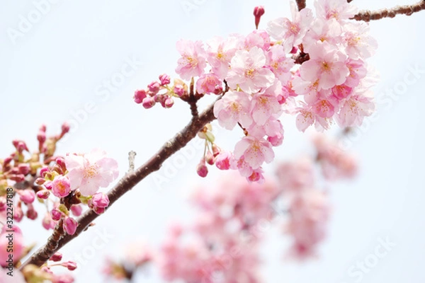 Obraz つぼみをつけた八分咲きの桜のお花見