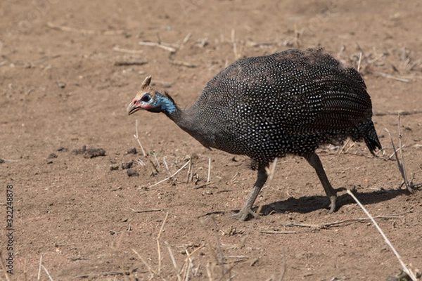 Obraz Helmeted guineafowl that walks on the dry savannah