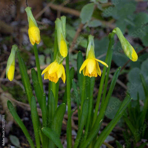 Obraz Early minature daffodils