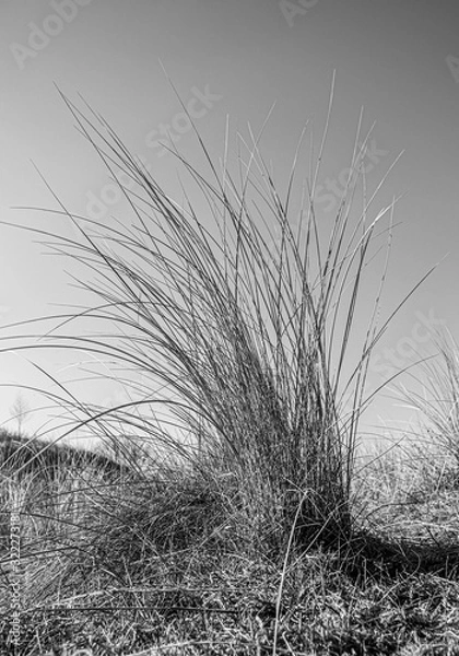 Obraz Marram Grass