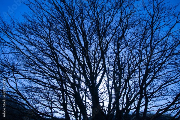 Obraz Tree on blue background