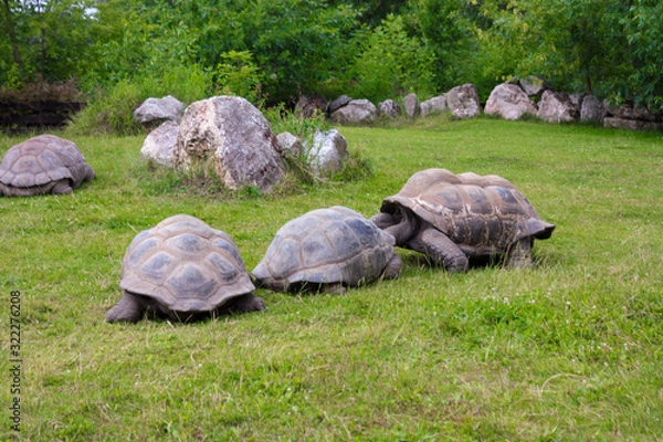 Fototapeta Three galapagos tortoises and one behind on the green grass