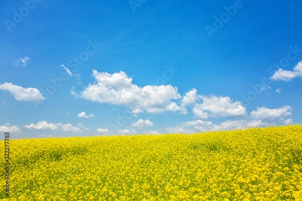 Obraz 유채꽃 풍경