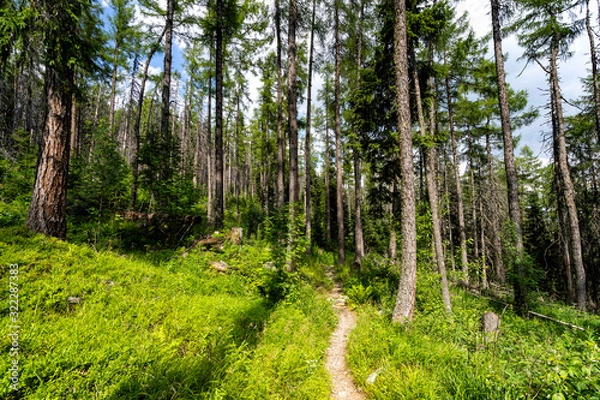 Fototapeta Beautiful summer forest scene. Deep woods in bright sunny day.