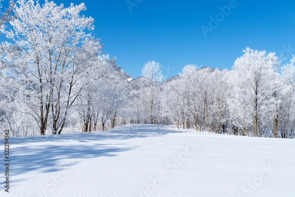 Obraz 北海道の冬の風景　富良野の樹氷