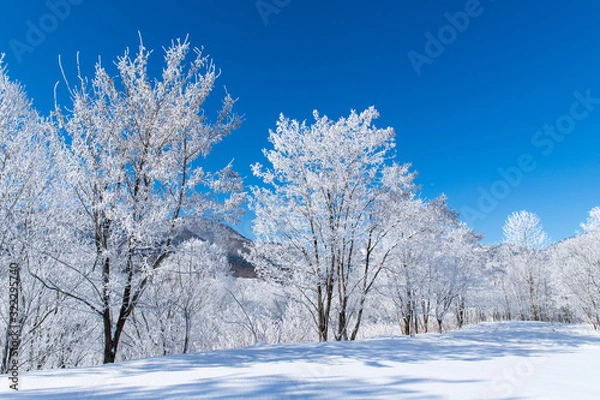 Fototapeta 北海道の冬の風景　富良野の樹氷