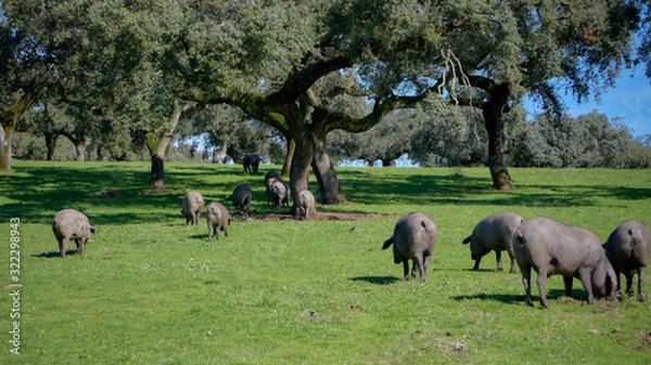 Fototapeta iberian pigs in the meadow