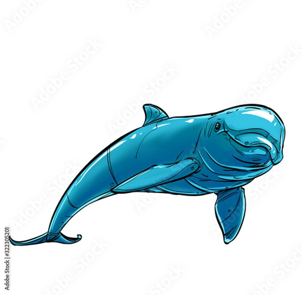 Obraz Dolphin isolated on a white background.
