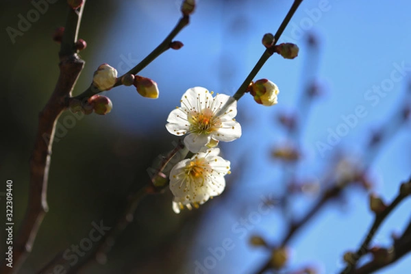 Fototapeta 【日本の春】白梅