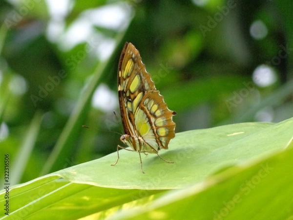 Fototapeta Schmetterlinge