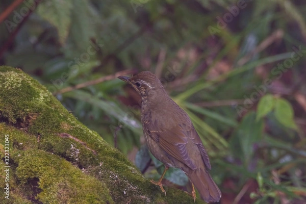 Obraz view of a beautiful bird in nature