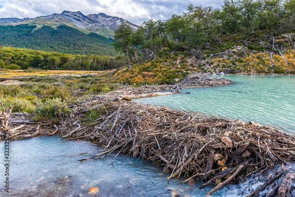 Obraz Beaver dam on a track to Laguna Esmeralda in Tierra del Fuego