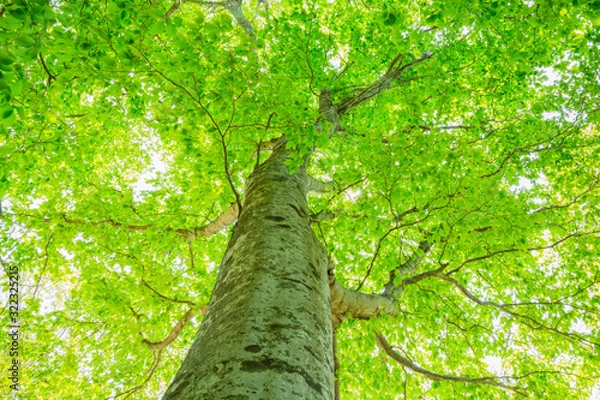 Obraz 新緑のブナの大木