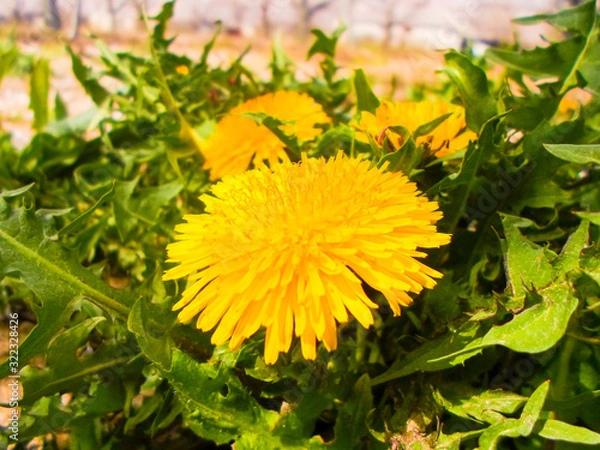 Fototapeta Yellow dandelion on the green grass. summer landscape