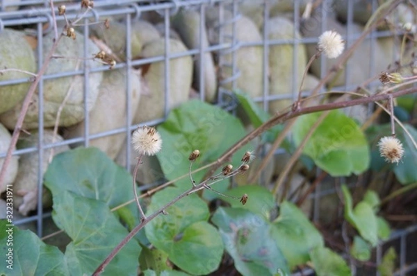 Fototapeta ツワブキの実