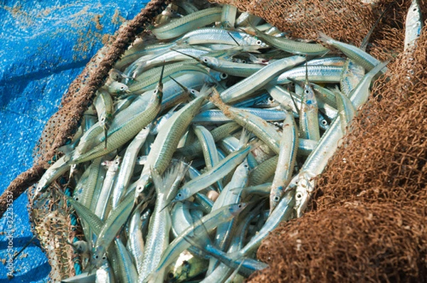 Obraz Fresh Fish in a fishing net